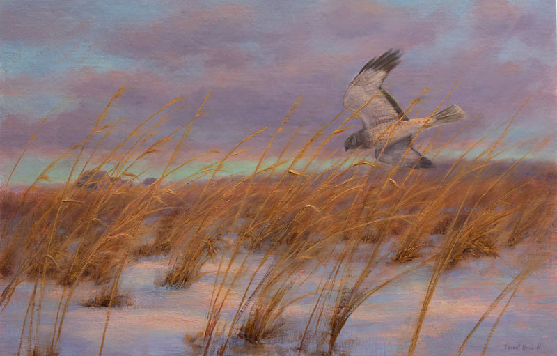 Male Harrier flying over prairie in winter.